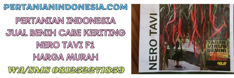 jual,benih,benih cabe keriting,benih nero tavi,murah